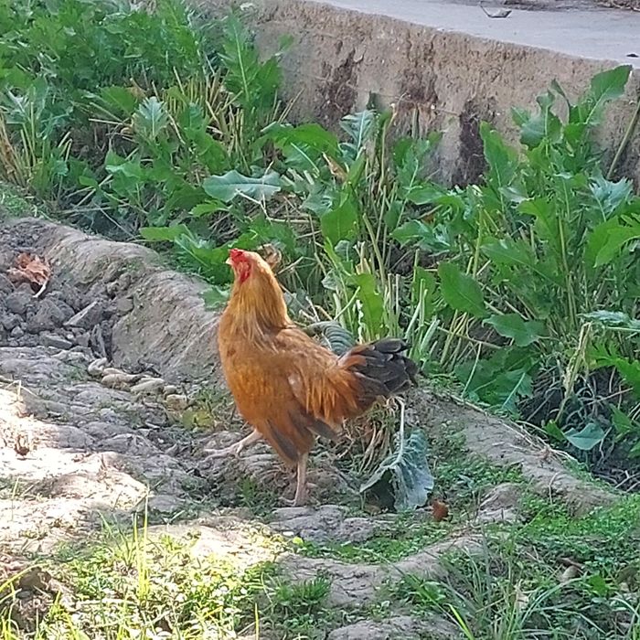 Xoʻroz sotiladi 100 ming soʻm