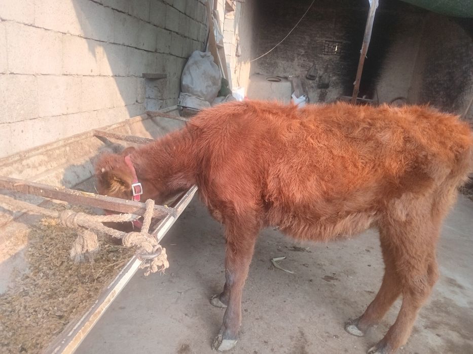 Gunojinlar sotiladi 8,5 Mln Dan kami bor sog'lom yeb ichishi zo'r