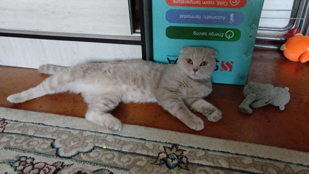 Скотиш фолд мальчик