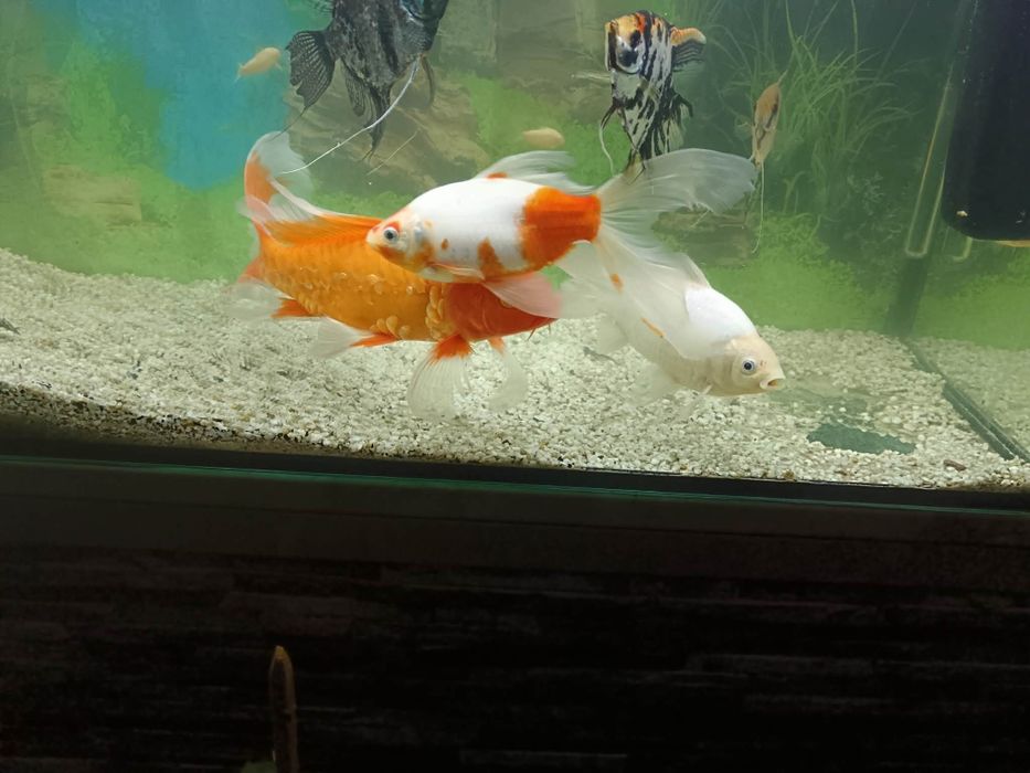 Vând Crap Koi și doi carasi