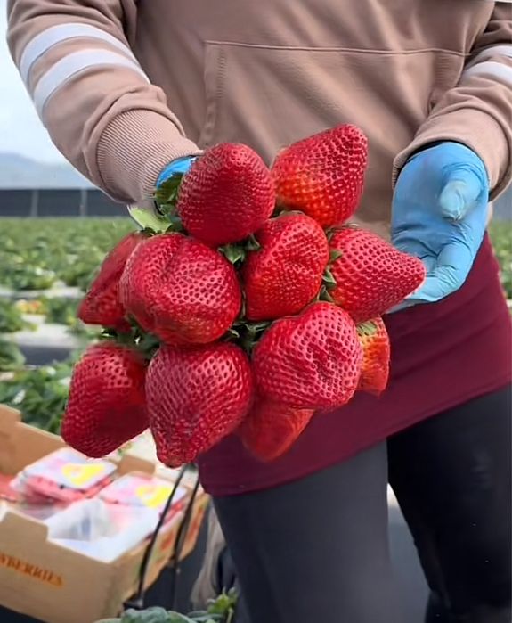 Предлагам висококачествен разсд ягоди