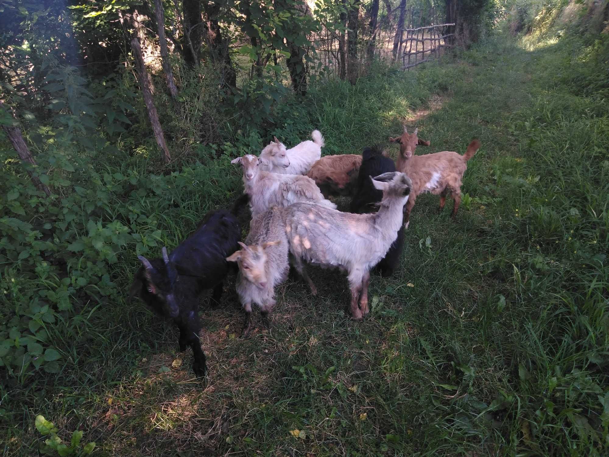 Vand iezi si iede