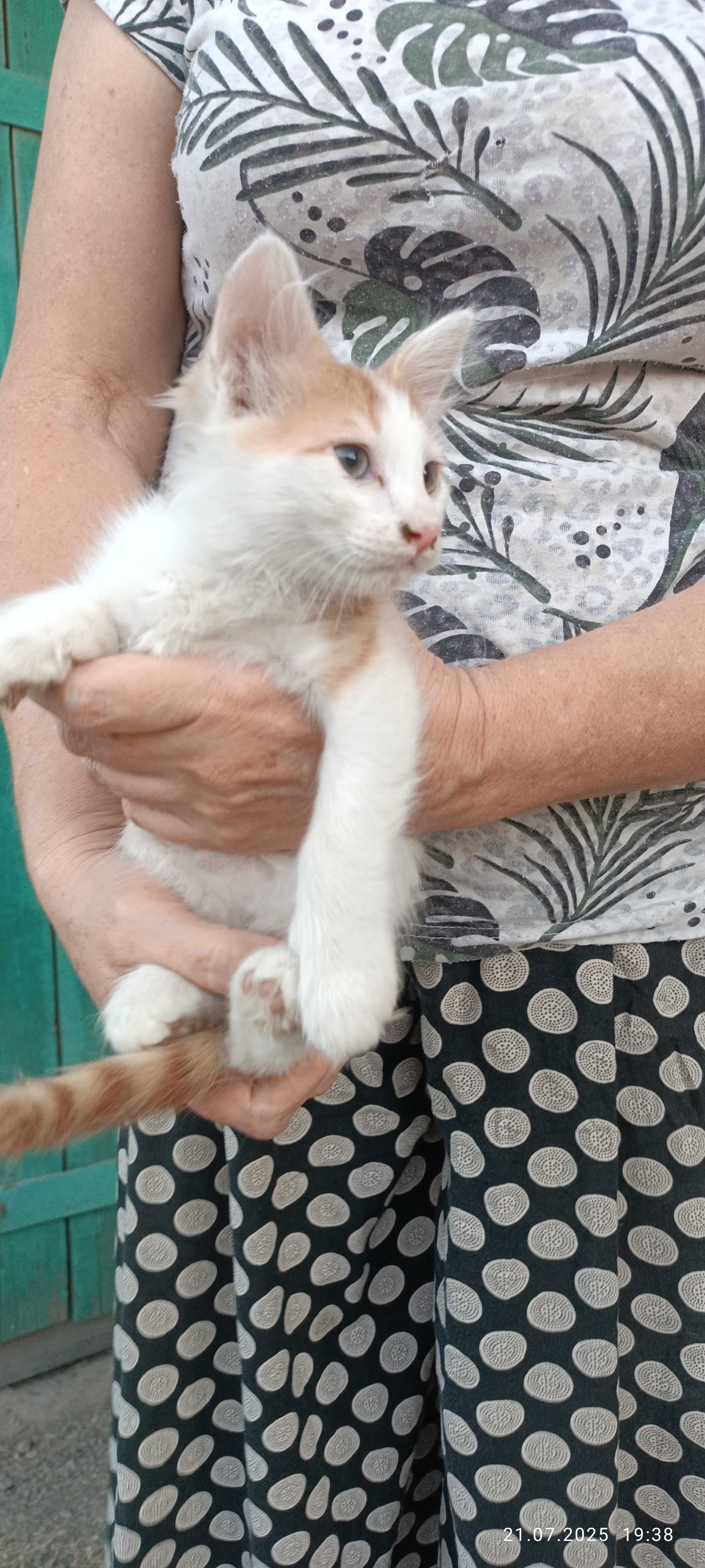 Отдам Котят даром