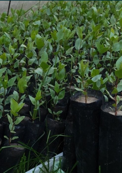 Xandon pista kochatlari bor.