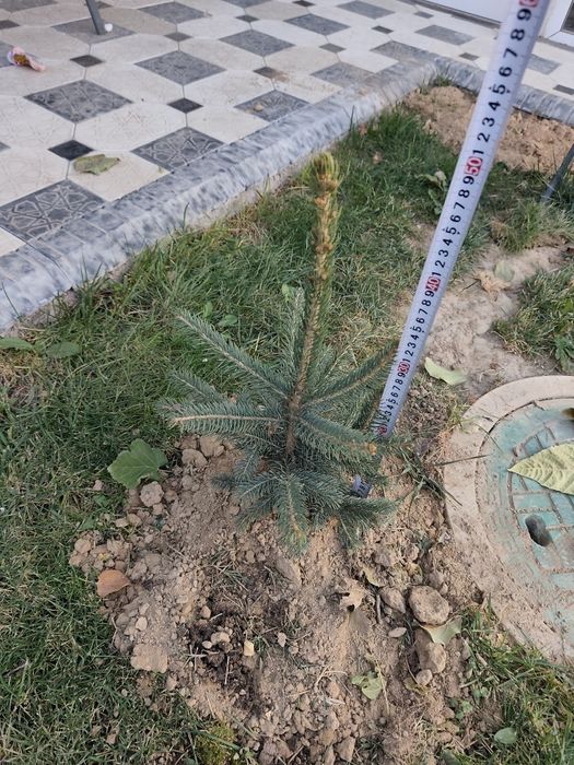 Арча голубой ел 4 та бор 50 см 40 см мошлашган бизни иклимга