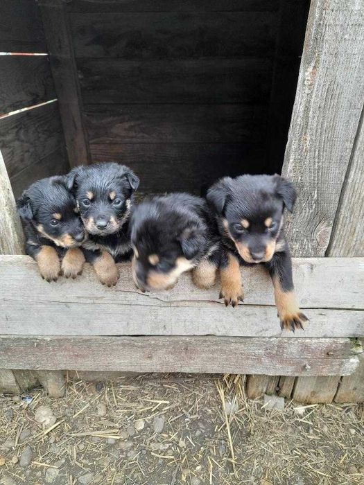 Adopta un catel jucausi si frumos