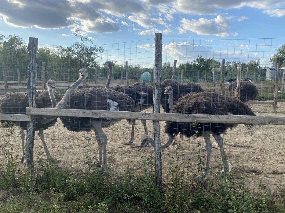 Strut negru african de vanzare