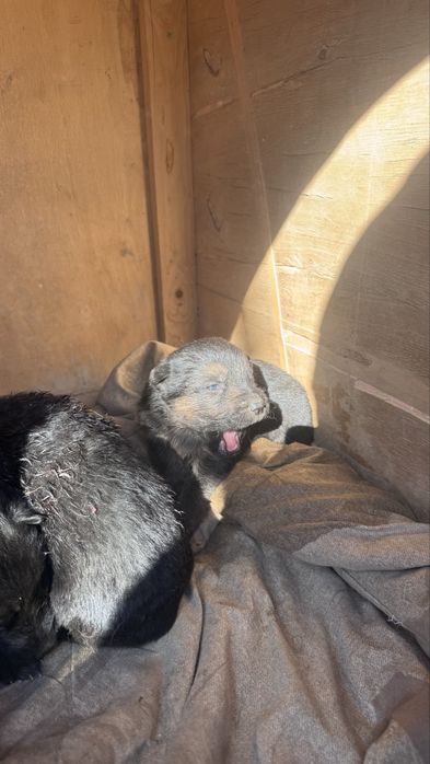 овчарка күшіктері сатылады, чисто кровный