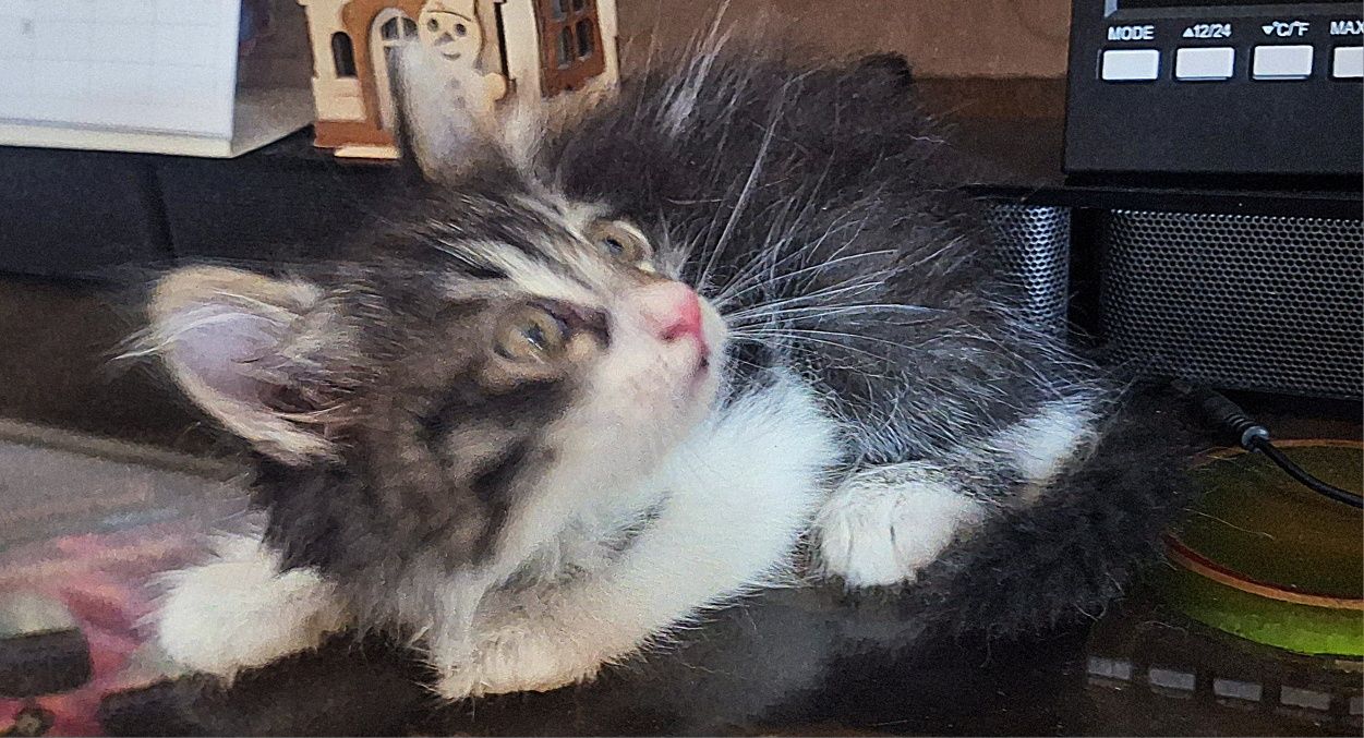 Отдам даром котят