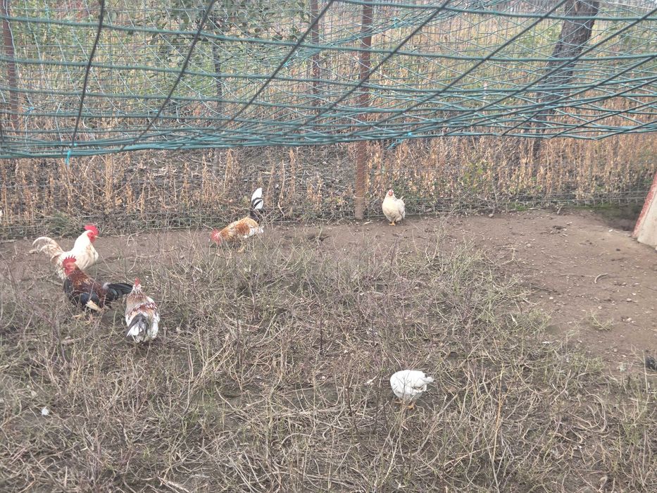 Vand gaini pitice si porumbei.