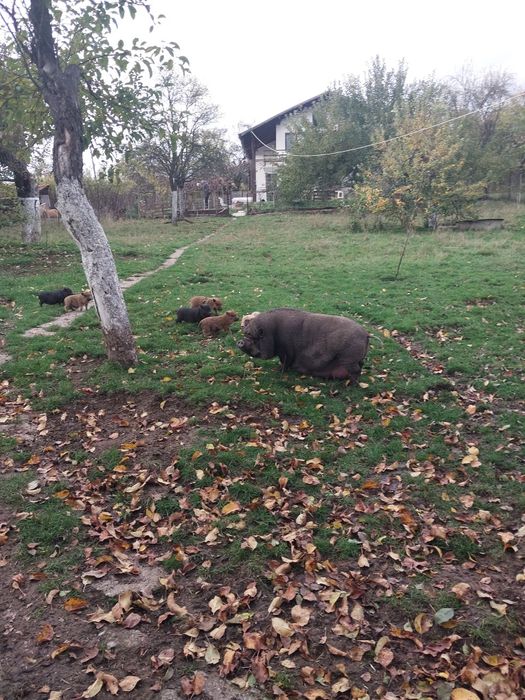 виетнамски прасета