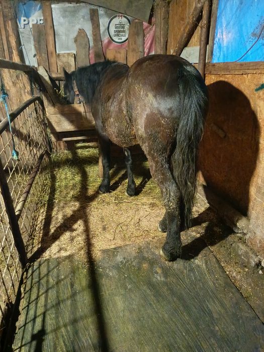 Da vânzare mânză de un an și 5 luni