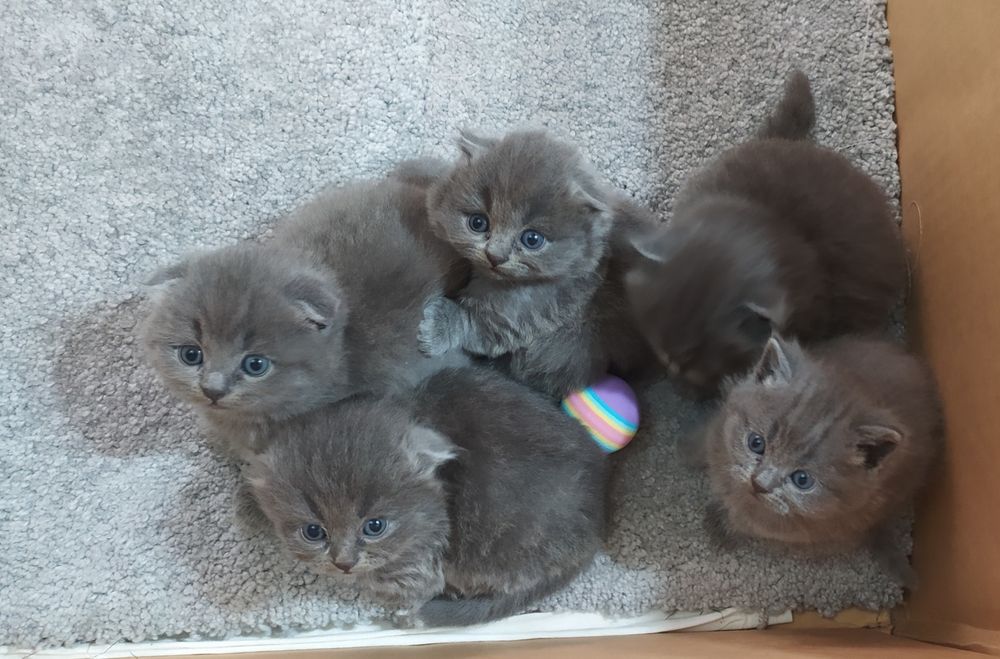 Чистокровные Шотландские Вислоухие котята Фолд