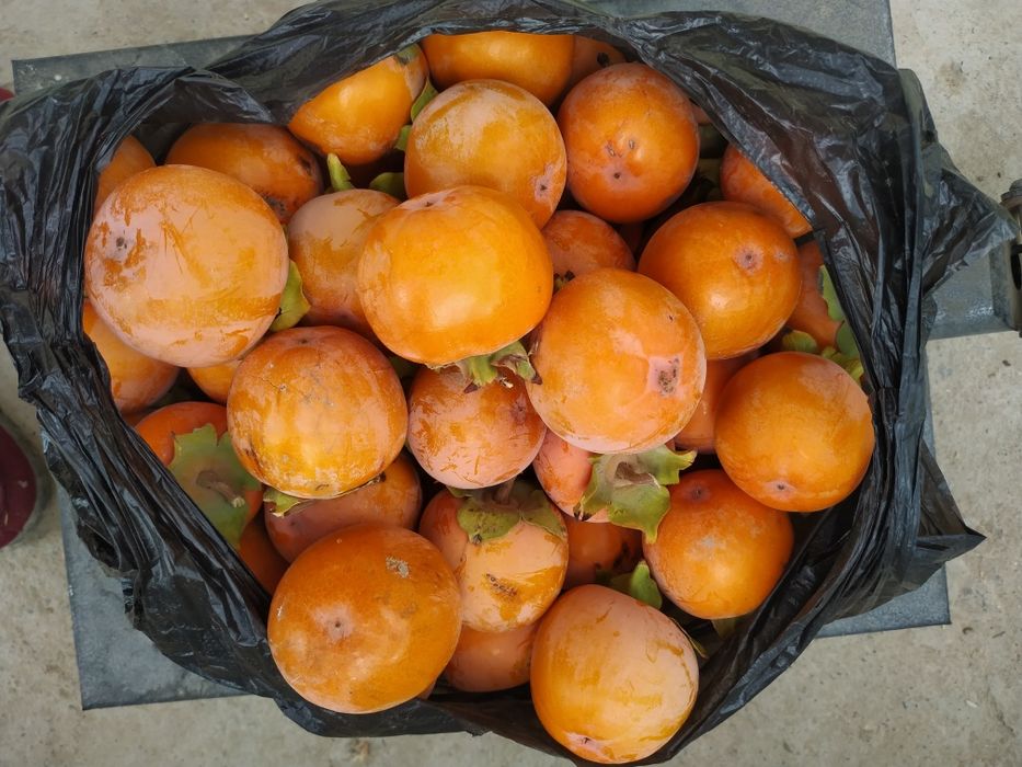 Xurma sotiladi dexqonchilik