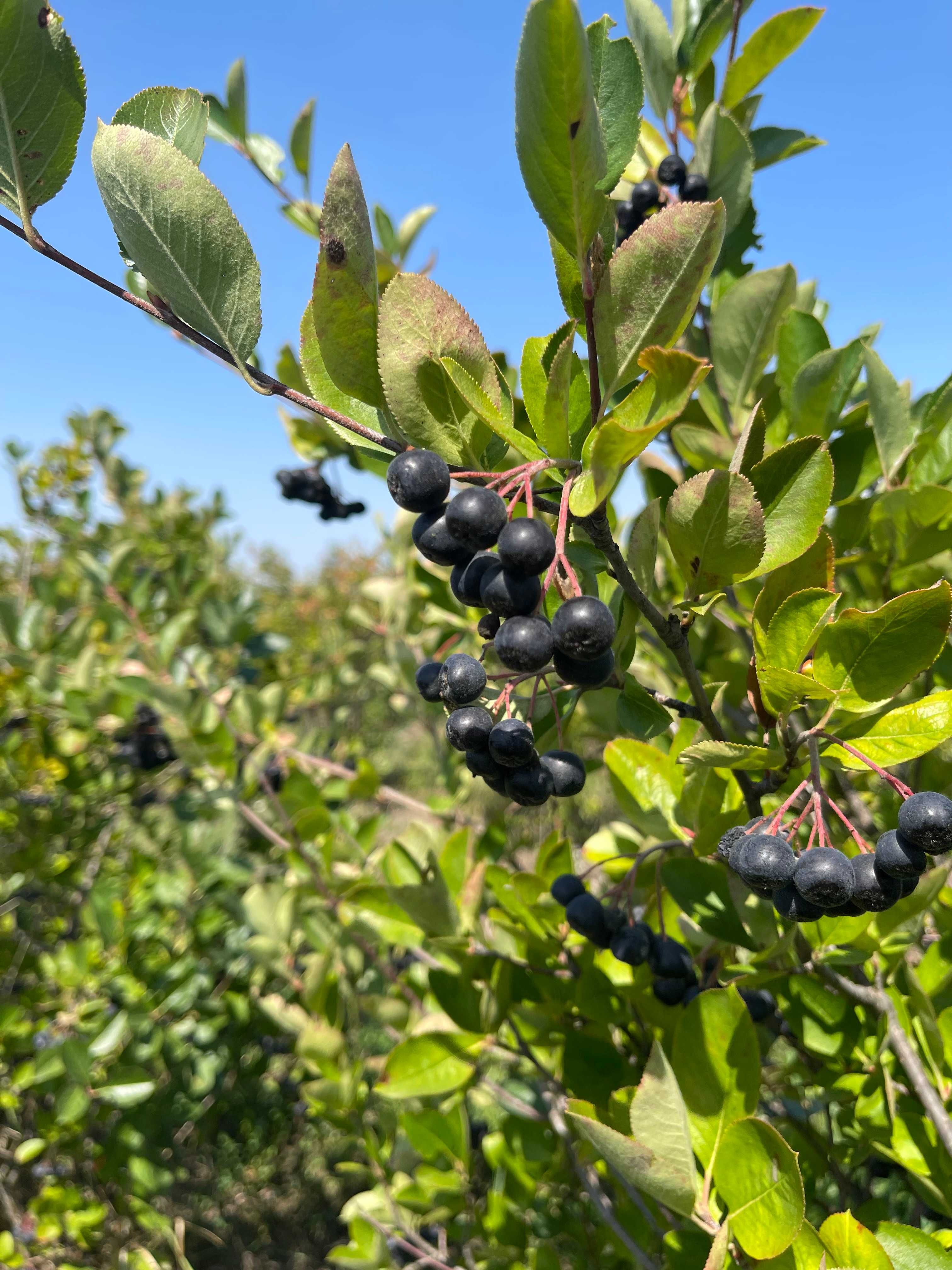 Aronia fructe bio