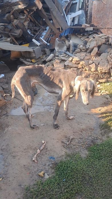 Еркек тазы сатылады