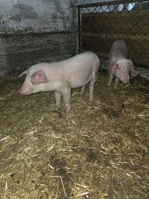 Продам домашних поросят