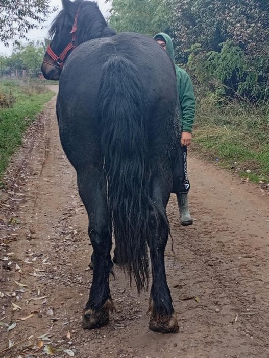 Vand manz castrat de 2 ani