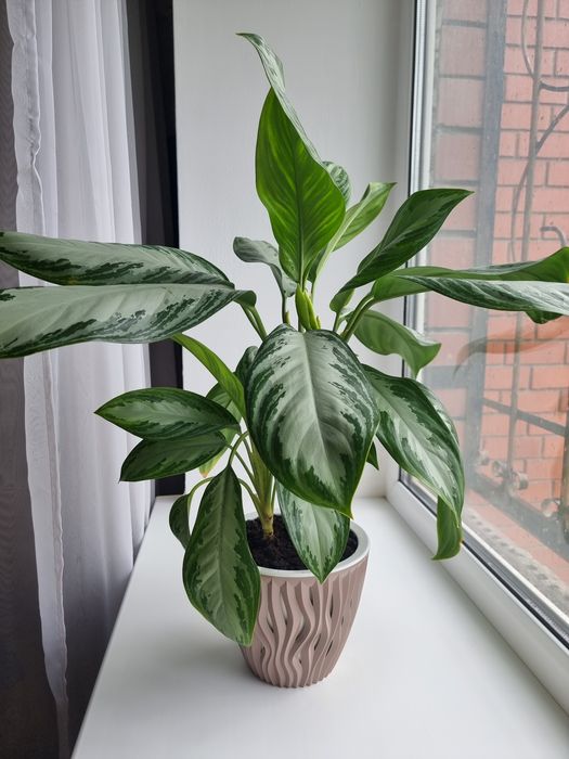 Аглаонема Сильвер Бей (Aglaonema Silver Bay)