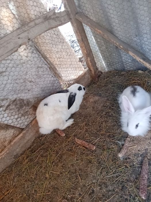 Iepurii de vânzare