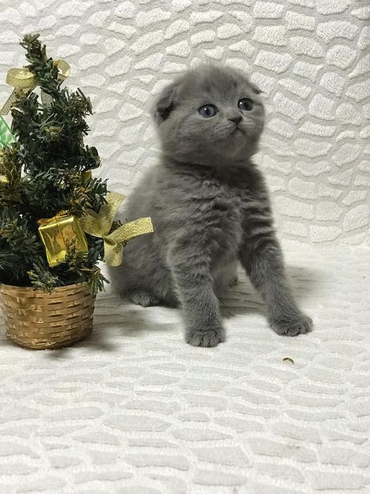 Продаются шотландские детки