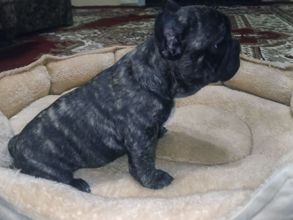 Французский бульдог