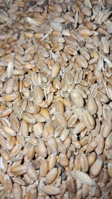 Ячмень,Пшеница,Корма