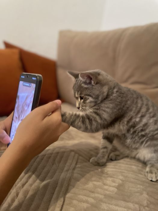 Кошечка серая горшку приученная