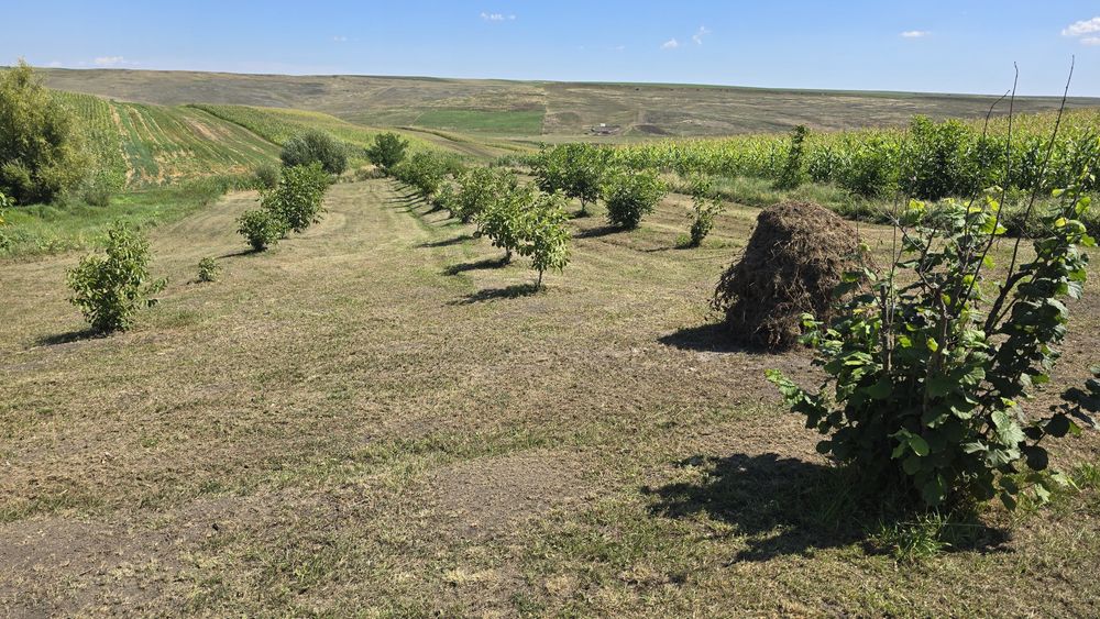 Plantație cu aluni