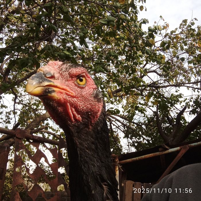 Дакан товук сотилади