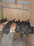 Cocoșii tineri australorp
