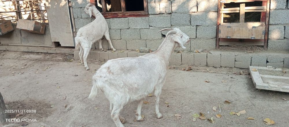Козы пародыстые малочная линия
