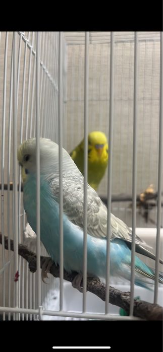 Папугай волнистики