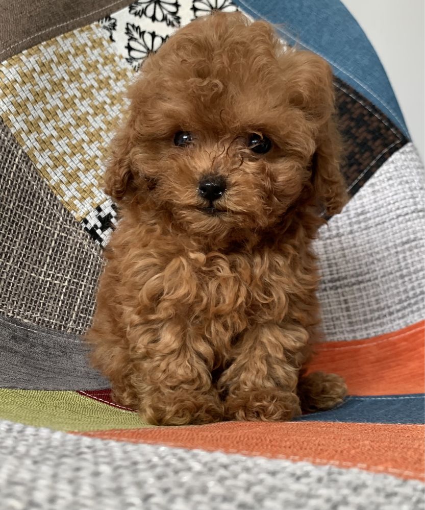 Пудел Той,Poodle Toy