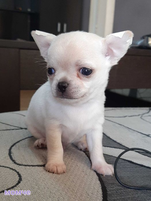 Прекрасни мини чихуахуа