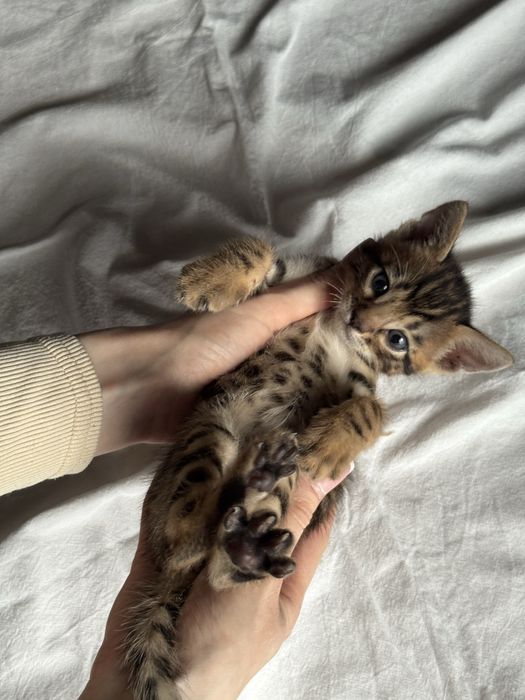 бенгальские котята