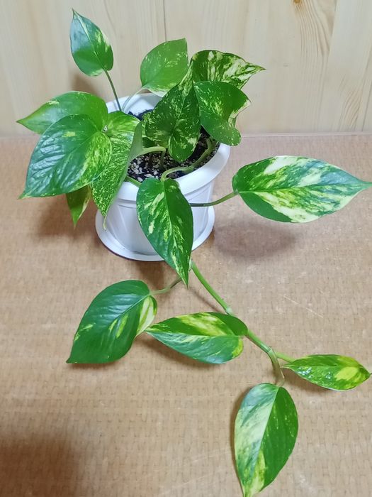 Комнатные растения  Аурум Эпипремнум Золотистый