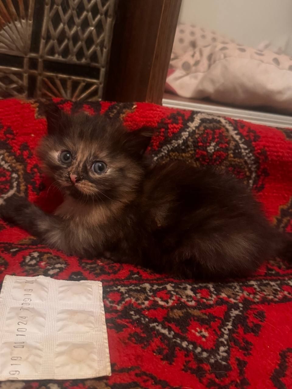 Aqilli mushukchlar