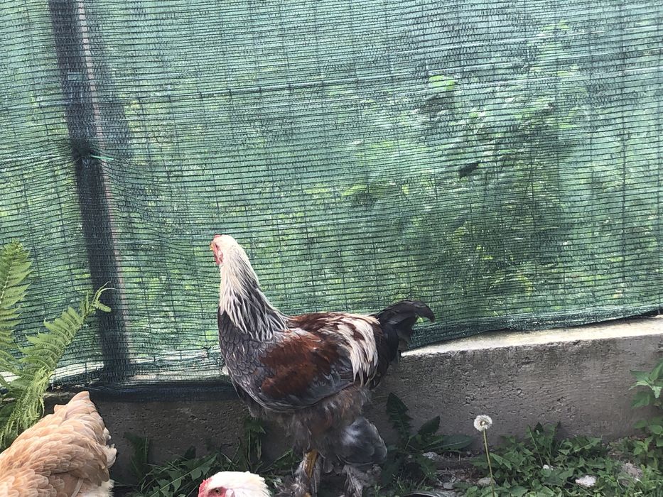 Cocosi brahma tineret 2025 vand sau schimb cu cereale