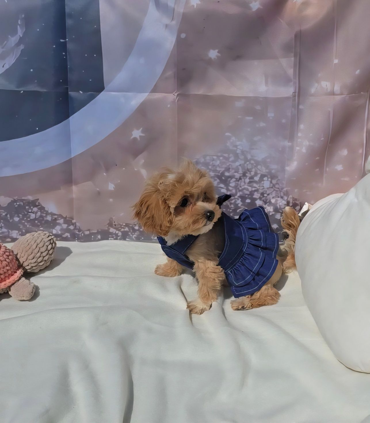 Малтипу 3 месеца, maltipoo
