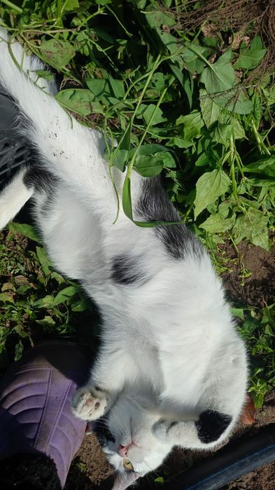 Кошки и котята бесплатно