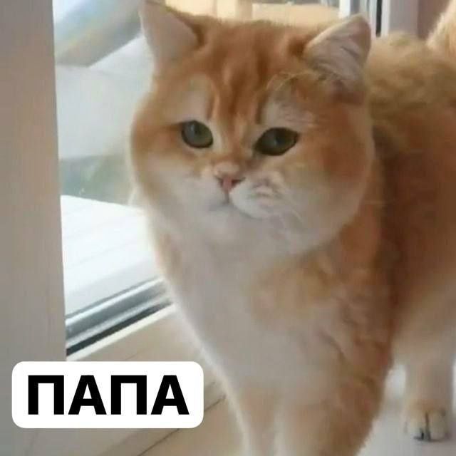 Zalatistiy shinshila ny12 britan sotiladi