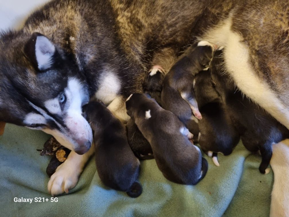 Catel husky Siberian
