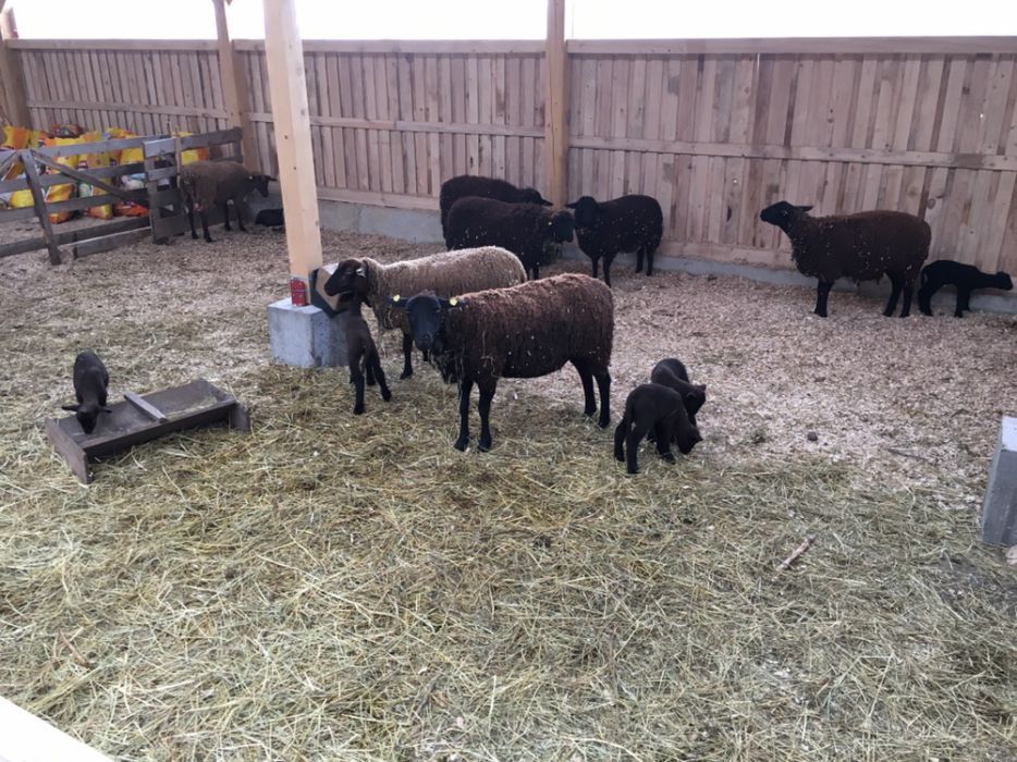 berbeci si oi mielute rasa jura