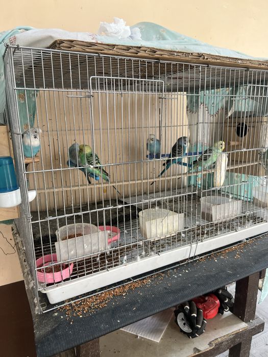 Toti qush valnistiy sotiladi