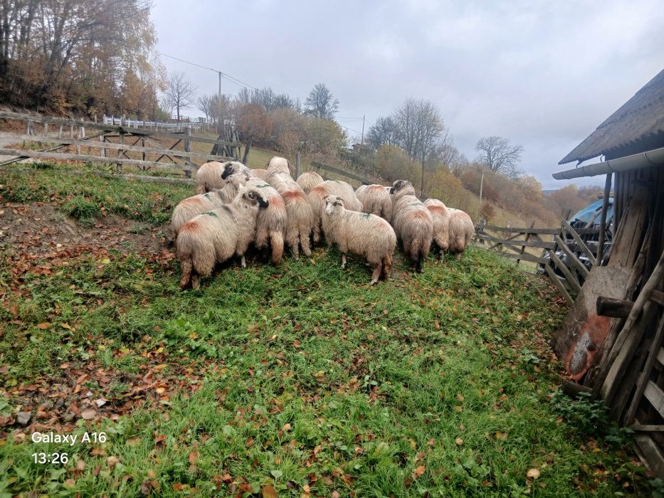 Vînd oi foarte frumoase