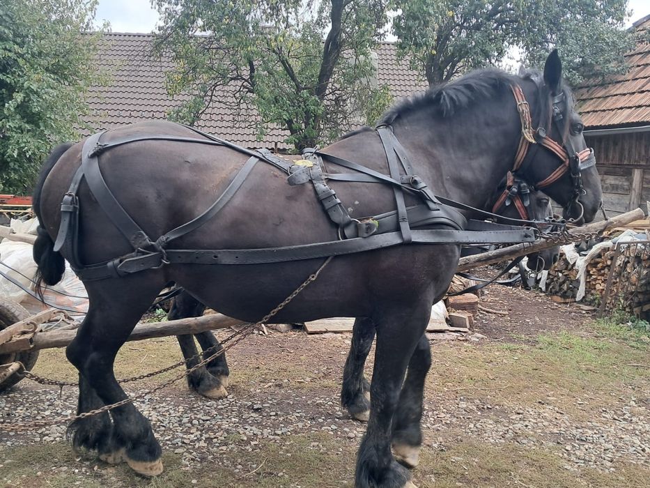 Vând cal pentru tracțiune