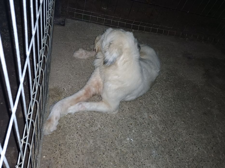 Cauta căsuța nouă