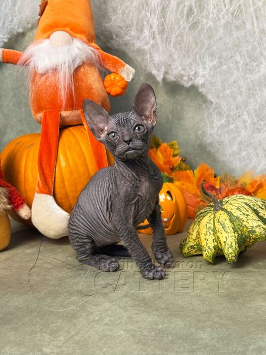 RARITATE pui pisica fara par Donskoy / Don Sphynx cu pedigree