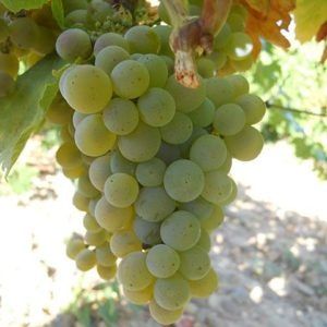 Struguri pentru vin
